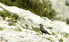 40 - 08 05 04 - La Gardiole  - Candelle  - DSLR-A100